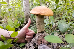 Гриб. Челябинск, лес, гриб, природа, подосиновик
