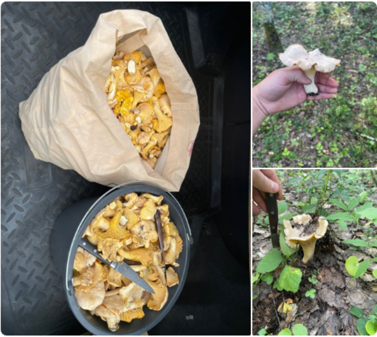 Мужчина оставил в лесу метки, чтобы вернуться за новыми грибами