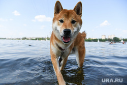 Виды Екатеринбурга, собака, выгул собак, домашний питомец, породистая собака, сиба-ину, купание собак
