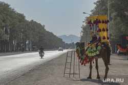 Тегеран. Иран, катание на верблюде, дороги ирана