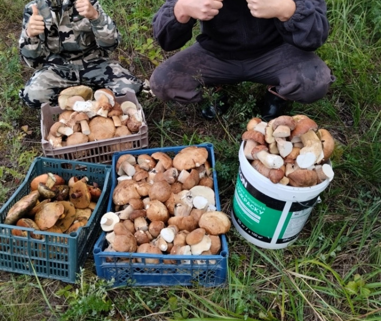 В лесах Чебаркульского района растет много белых грибов