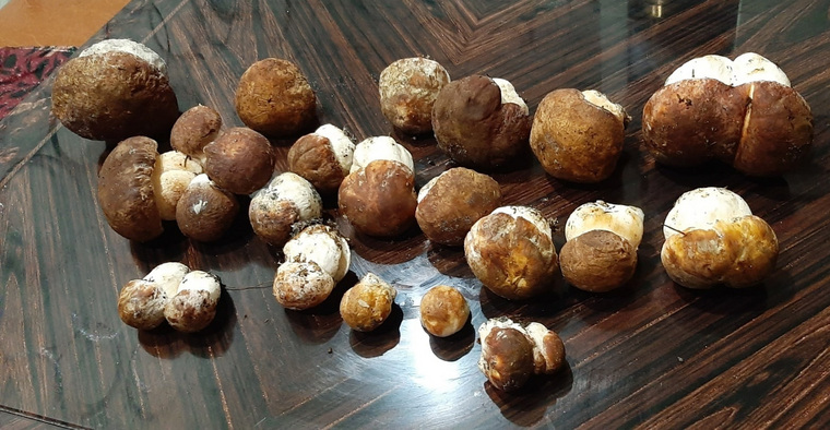 Белые грибы нового урожая