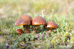 Ямал, архив. Пермь, грибы, дикоросы, тундра, ягель