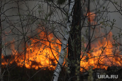Координатор лесных пожарных заявил о постоянных ошибках при подготовке к пожароопасному сезону