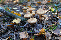 Осенняя природа, разное Курган, грибы, осенний лес, опята