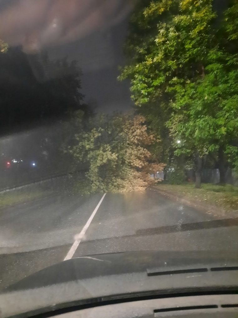 Дерево перекрыло все полосы для движения