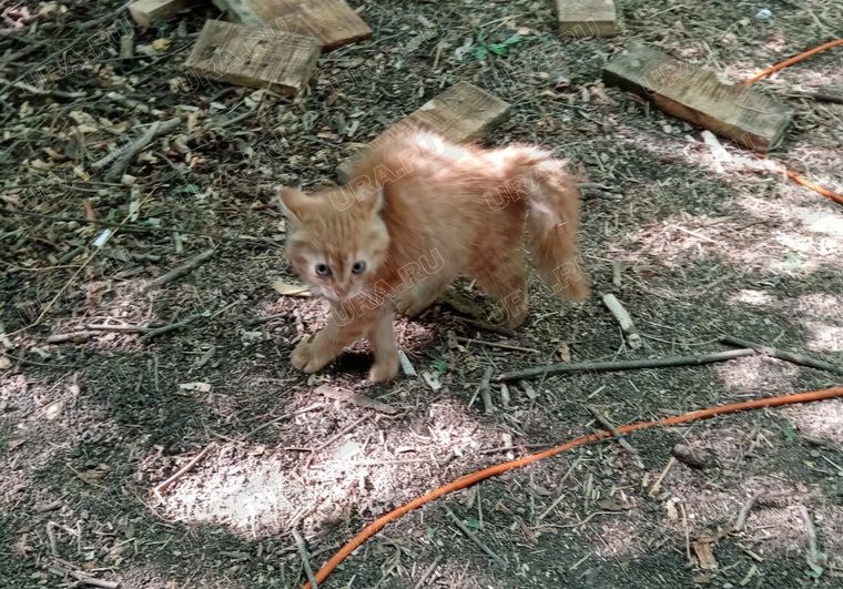 Маленький котик оказался с характером