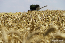 Донецкая область,Новоазовский район,уборка урожая на уцелевшем после артобстрелов,поле пшеницы. Животноводческое хозяйство в Новоазовском районе,Донецкой области., поле, пшеница, урожай, зерна