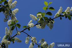 Цветущие деревья. Весна. Екатеринбург, весна, черемуха, цветущие деревья