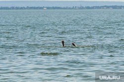 «Путинский» пляж на озере Смолино. Челябинск, купающиеся, купание, лето, жара, утопающий, водоем, безопасность на воде, тонет