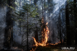 Эколог заявил о проблемах следствия при расследовании причин лесного пожара