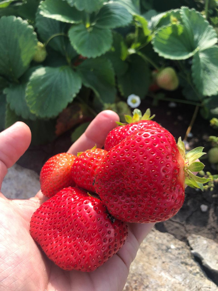 An official from the government of the Chelyabinsk region collected the second harvest of strawberries