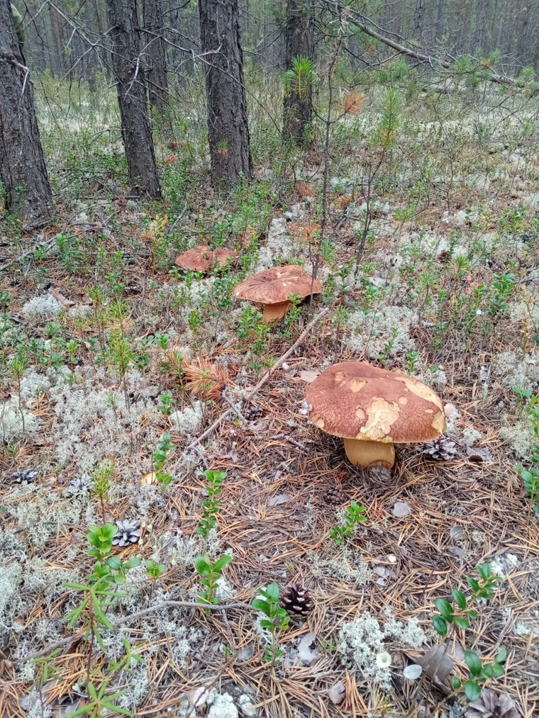 Поляна с огромными грибами