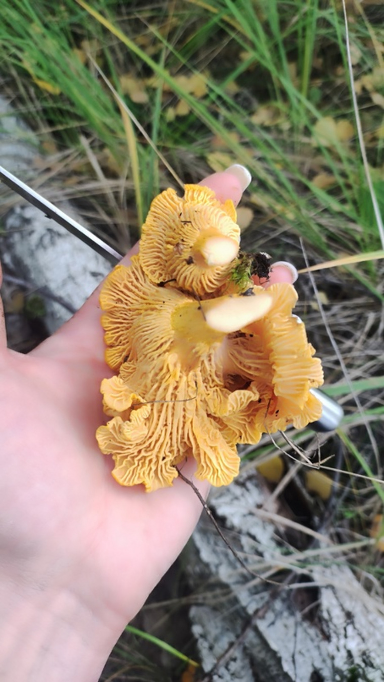 Жительницу Челябинской области удивил внешний вид грибов