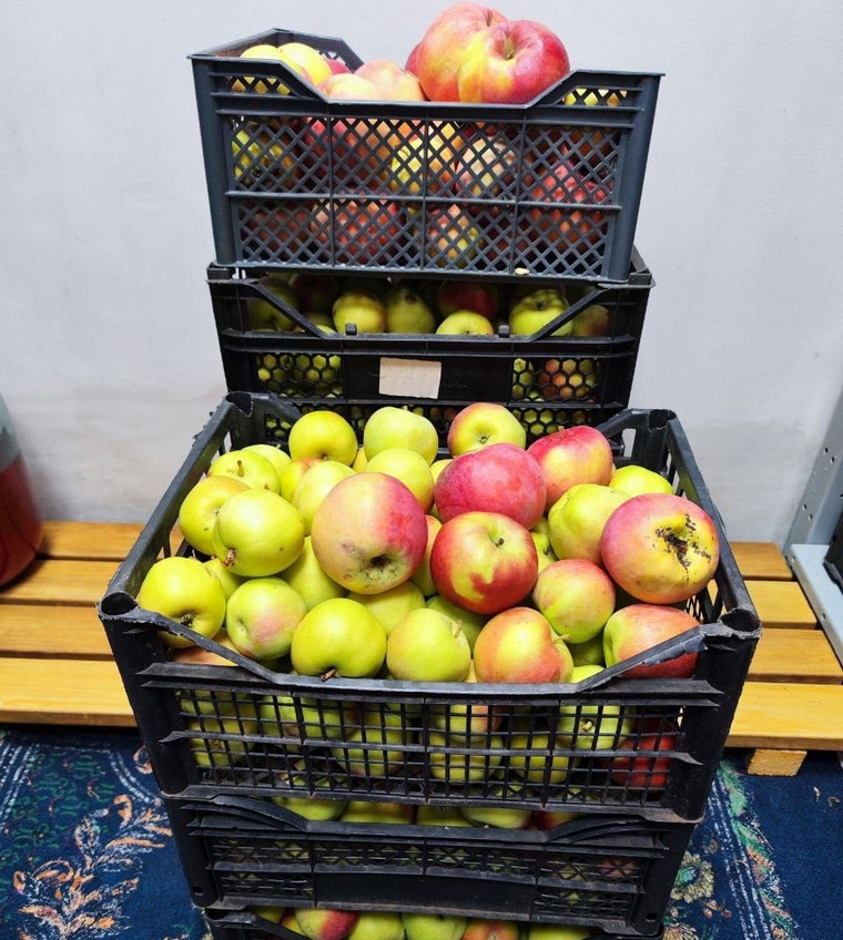 Урожай яблок Дмитрий Дробинина