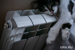 Клипарт по теме "Отопление". Москва, батарея, кот, тепло, радиатор, отопление, котик
