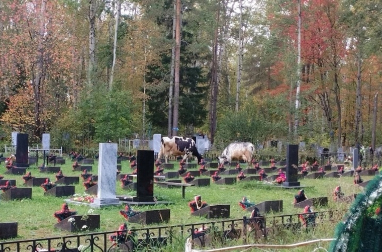 Коровы спокойно пасутся на кладбище