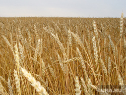 Пшеница Курганская область, пшеница, урожай, зерновые, сельское хозяйство