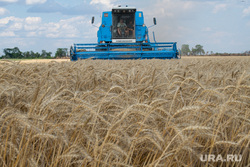 Bloomberg: Египет нашел замену РФ по поставкам пшеницы