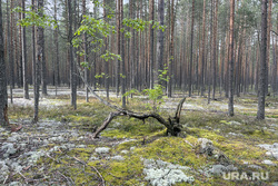 Виды Пермского края, осенний лес, белый мох