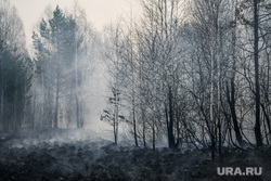 Лесные пожары, клипарт. Екатеринбург, задымление, дым от пожара, пожар на болоте