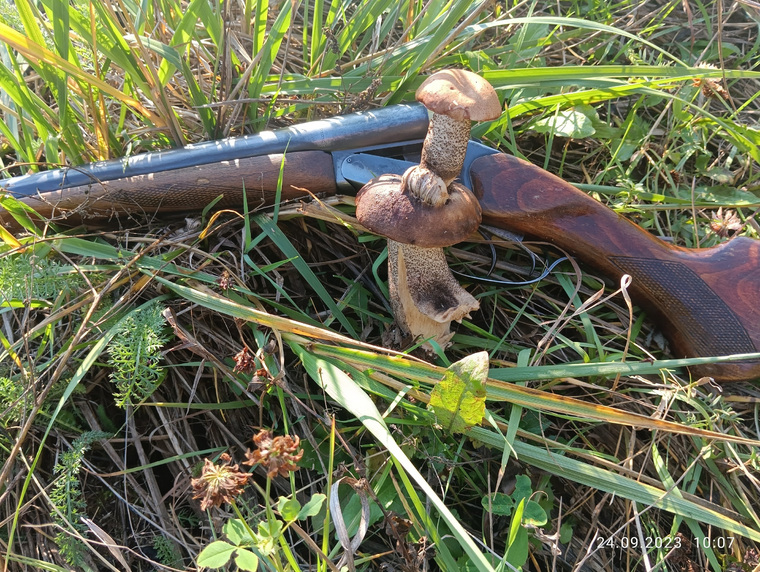 Пермяк отправился за дичью, а нашел грибы