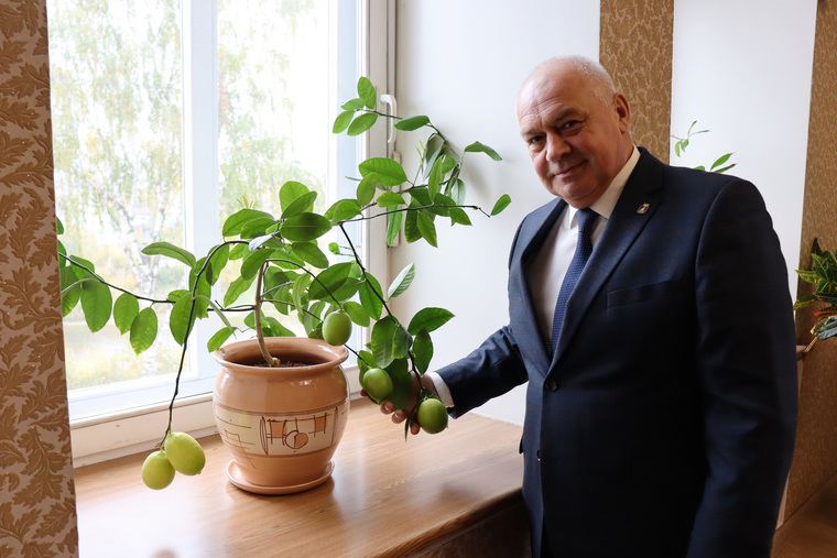 На дереве выросло шесть лимонов