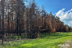 Приезд министра МЧС Куренкова Александра в село Юлдус. Курган , лес, юлдус, последствия  пожара