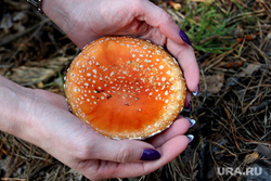 Осенняя природа, разное Курган, мухомор, ядовитые грибы