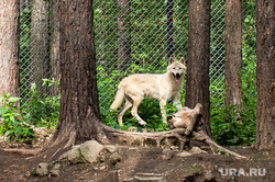 Центре по реабилитации хищных животных «Холзан». Свердловская область, Кашино, лес, волки, дикие животные