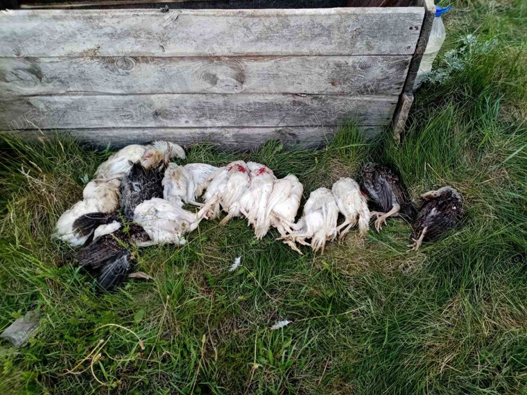 Больше всего от нападений собак пострадали куры и утки