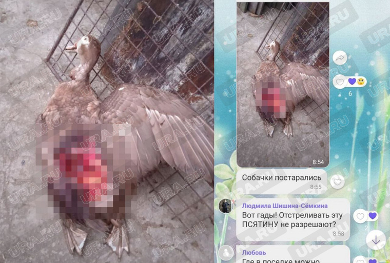 Нападения своры были совершены на многие подворья