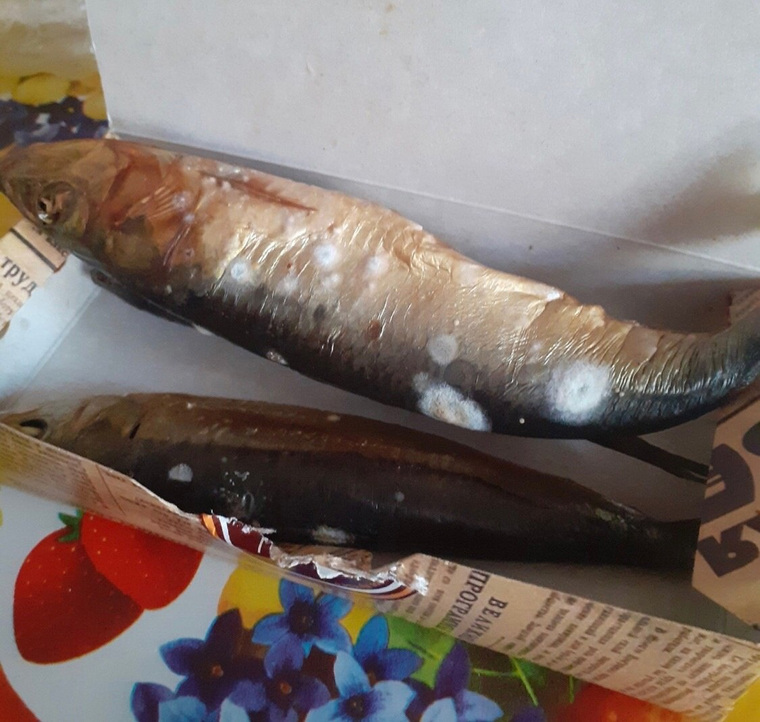Рыба, купленная сургутянкой в магазине ТС «Магнит», вся покрыта плесенью rxiexiqqxiqqzkrt qrxiquikhiqrrkmp