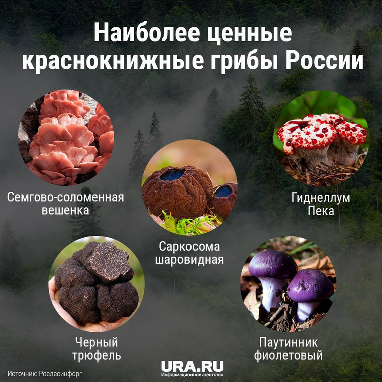 Грибы, за которые можно получить тюремный срок