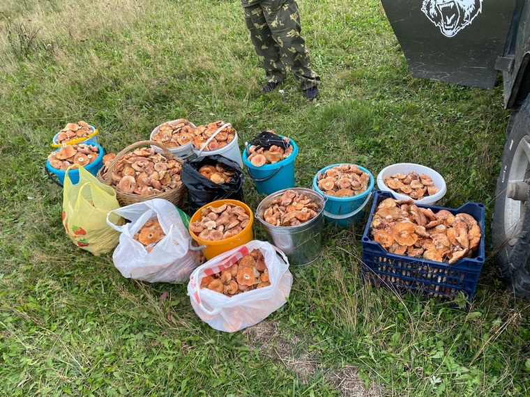 Жительница Катав-Ивановска поделилась урожаем из рыжиков в середине октября