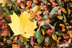 Осень. Тюмень, погода, желтые листья, опавшие листья, осень