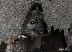 Rats in the trash.  Yekaterinburg, pests, rat, rodents