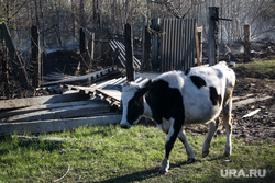 Бачелино, пожары. Тюмень, корова, последствия пожара, пожар в деревне, бачелино