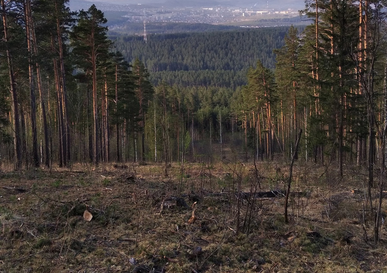 Деревья полосами вырубили на горе Сорочья