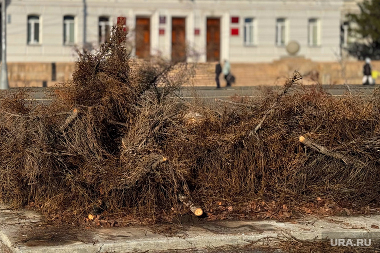 A cut down spruce tree near the city administration building.  Mound 