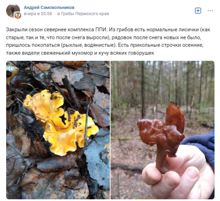 Лисички и строчки найдены в районе комплекса ППИ