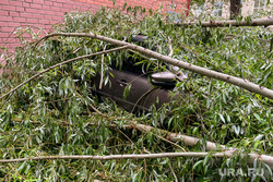 Дерево упало на машины. Челябинск, автомобиль, буря, стихия, дерево, автотранспорт
