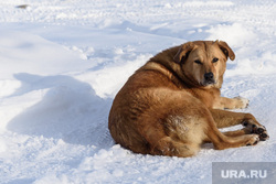 Свердловские зарисовки. Екатеринбург, снег, собака, зима, дворняга, бездомная собака, мороз, холод, бездомное животное