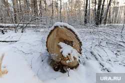 Вырубка леса, против которой выступают местные жители. Челябинск, снег, спиленные деревья