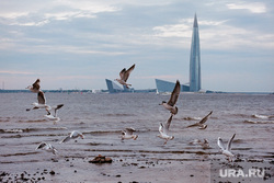 Финский залив. Санкт-Петербург, море, санкт-петербург, чайки, васильевский остров, Финский залив, лахта центр