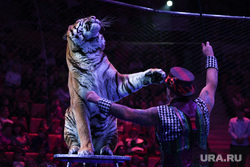 The last performance at the Yekaterinburg Circus before reconstruction.  Yekaterinburg, circus, tiger, trainer