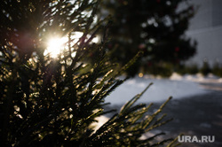 Виды Екатеринбурга, елка, новогодняя елка, новый год
