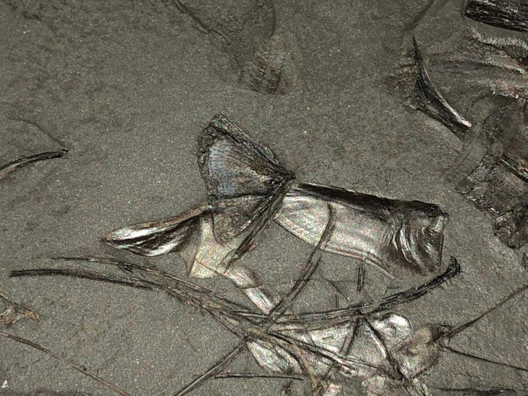 Останки древней рыбы, найденные в скважине на месторождении в ХМАО