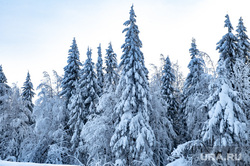 Зимний туризм. Красновишерск, зима, зимний лес, туристы, природа, тайга, снег на деревьях, лес в куржаке