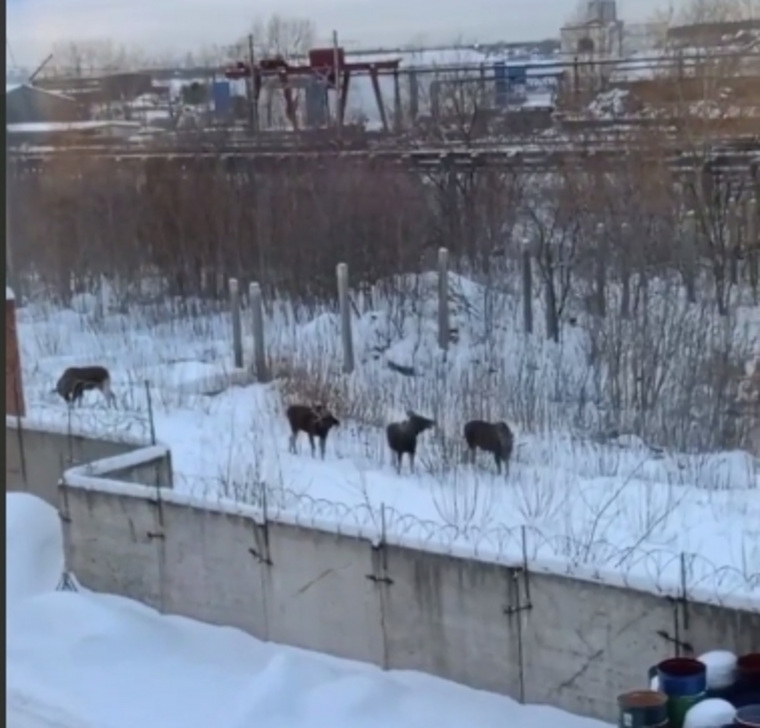 Лоси вышли к людям в промзоне
